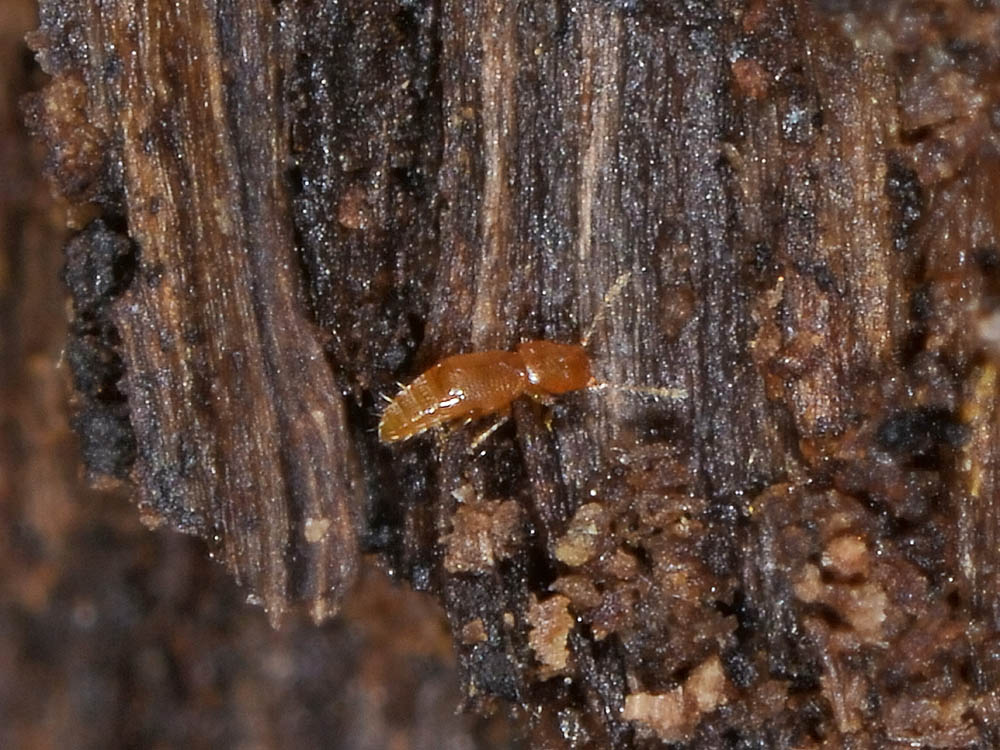 Ptinella sp. (Ptiliidae)